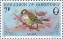 Common Firecrest (Regulus ignicapillus)